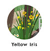 yellow iris